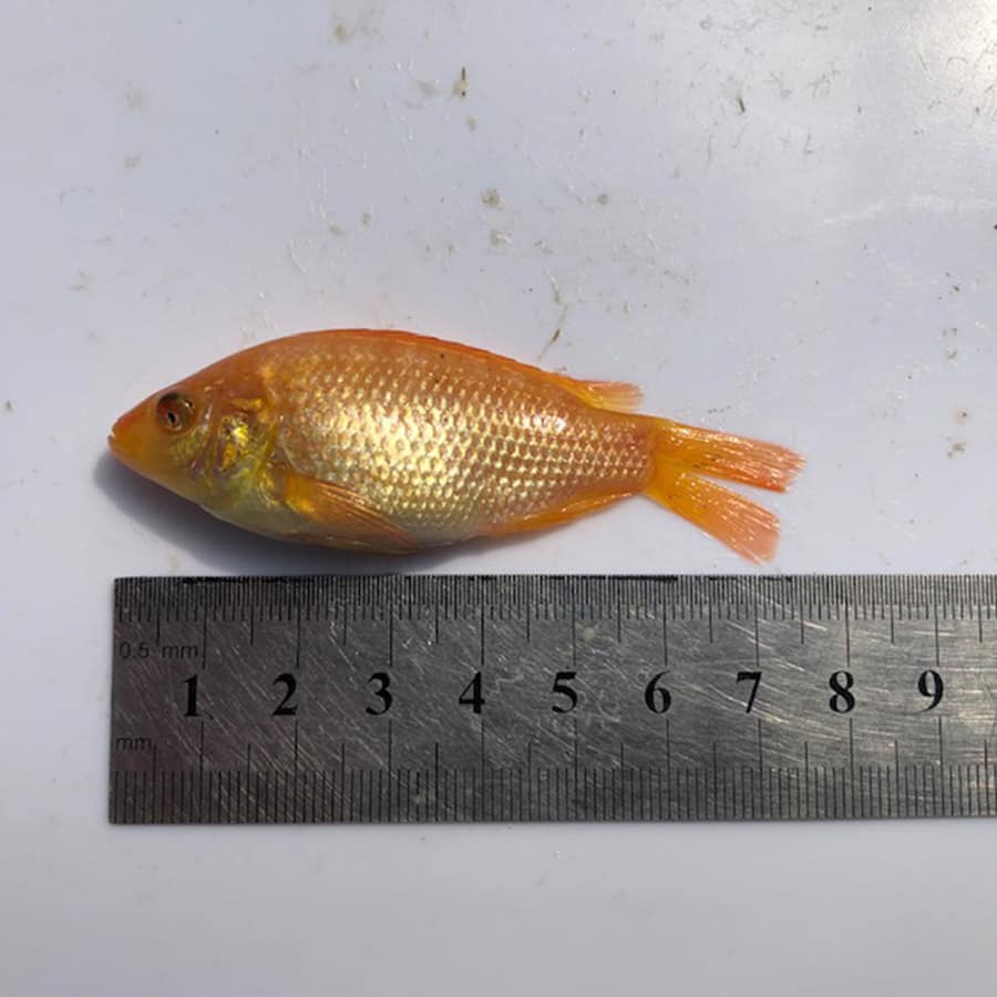 Tilapia Fingerlings Urban Farming SA